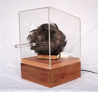 Lisa Mansfield, Dwell, Perspex, timber, feathers, flurotube, 28 x 23 x 25 cm.