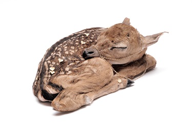 Julia deVille, Lenore, freeze-dried stillborn deer, gold plate, smoky quartz, glass, 35 x 17 x 12 cm. Courtesy of Sophie Gannon Gallery.