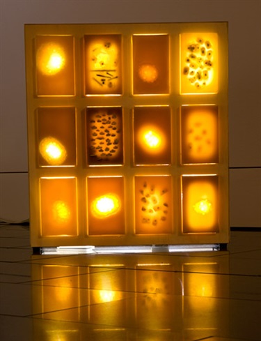Sylvia Griffin, Urchin Box, timber, aluminium extrusions, LED lights, wax, urchin fragments, 54 x 49 x 14 cm.