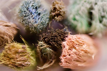 Allegra Miranda, Brushes, Yr 11, Kambala