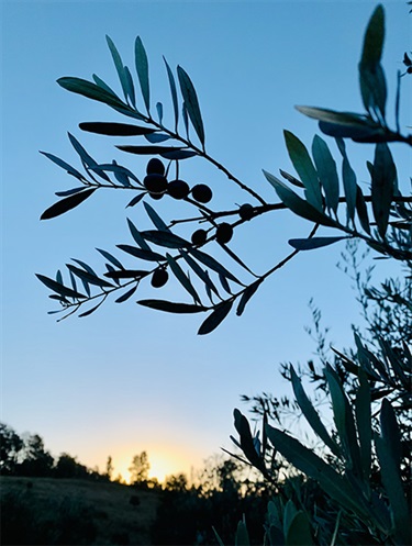 Grace Ktenas, Sunset, Yr 7, St Clare's College