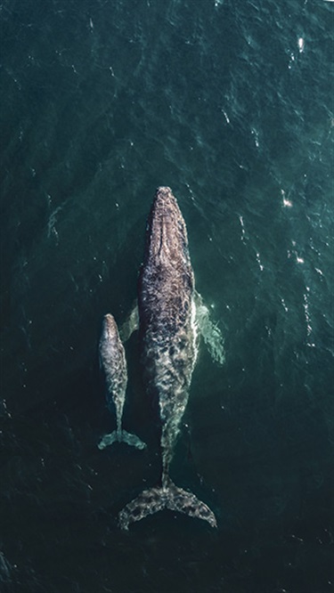 Jack Stone, A Mother's Love, Yr 9, Cranbrook School