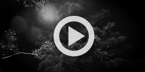 Joe Traucki, The Phone, Yr 10, Rose Bay Secondary College