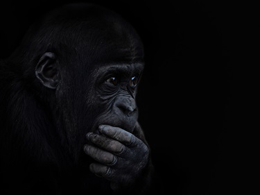 Max Stone, Endangered, Yr 7, Cranbrook School