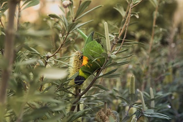 Tyler Gruenpeter, Nature is God's art, Yr 7, Reddam House