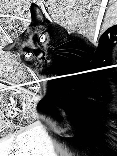 Dahlia Smith, Ivy, Yr 7, Kincoppal Rose Bay