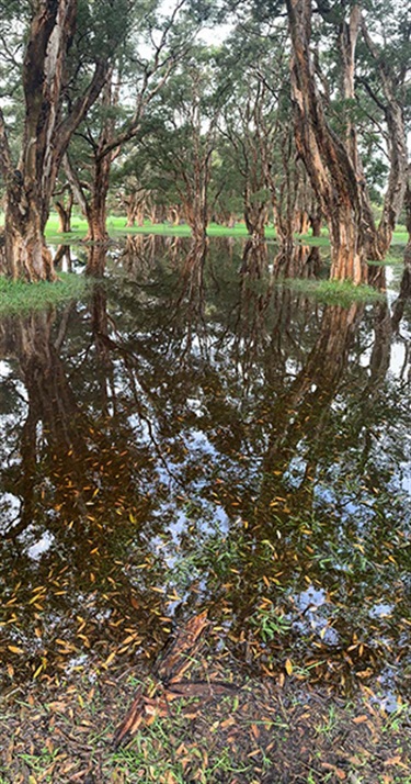 Emilia Glynn, Weathered, Yr 8, Kincoppal Rose Bay