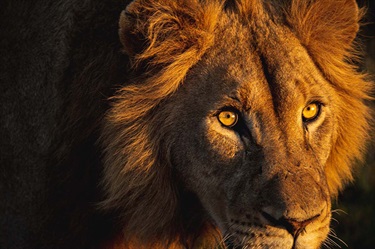 Finn Ellis, Untitled, Yr 9, The Scots College