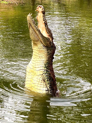 Milly Stewart, Jumping Croc, Yr 8, Kincoppal Rose Bay