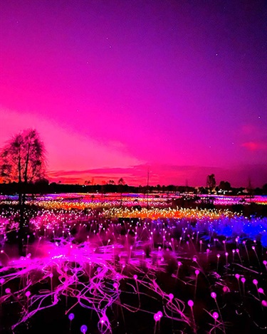 Molly Kelly, Field of Lights, Yr 9, Kincoppal Rose Bay