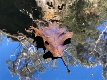 Oscar Zhang, Untitled, Yr 9, Sydney Boys High School
