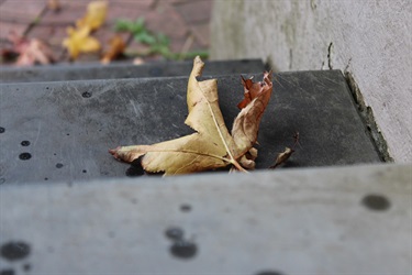 Autumn Wisp, George McIntosh, Yr 8, Cranbrook School