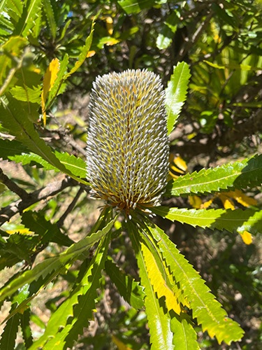 Banksia Serenity, Jubin Howard, Yr 8, Cranbrook School