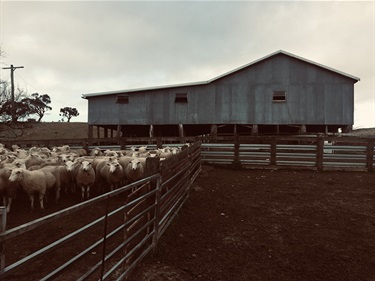 Fresh Out of the Shearing Shed, Dylan Davison, Yr 7, Cranbrook School