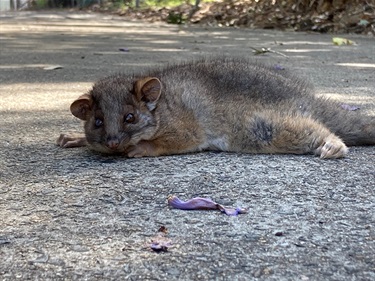 Hello Possum, Clein Choe, Yr 9, Sydney Boys High School