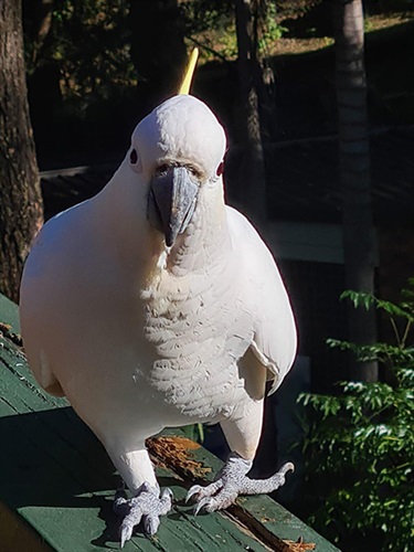 Meeting the Locals, Alexander Chirkov, Yr 10, Macquarie Grammar School