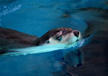 Wonder Seal, Joel Greenfield, Yr 9, Cranbrook School