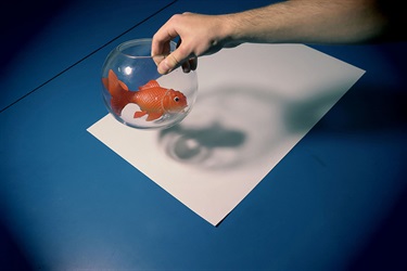 Henry Maison, Suspended Fish, Yr 11, Cranbrook School