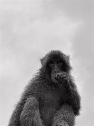 Hugo Doble, A Black & White Stare, Yr 8, The Scots College