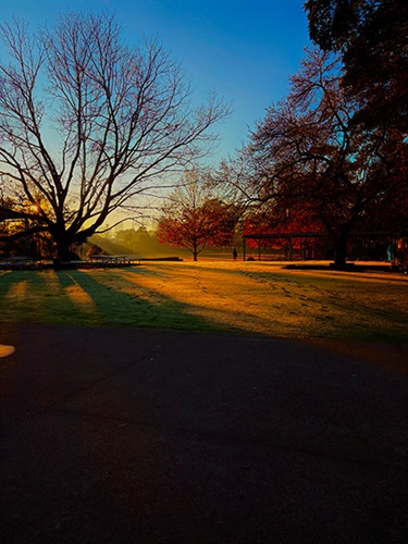 Koby Michaels, The Morning Shine, Yr 11, Marcellin College Randwick