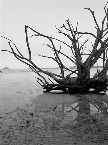 William Graham, Graveyard of Trees, Yr 12, The Scots College