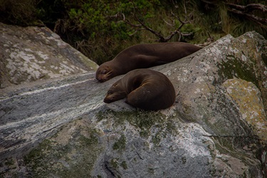 Dio Vickkanov, Nap Time, Yr 10, Sydney Boys High School