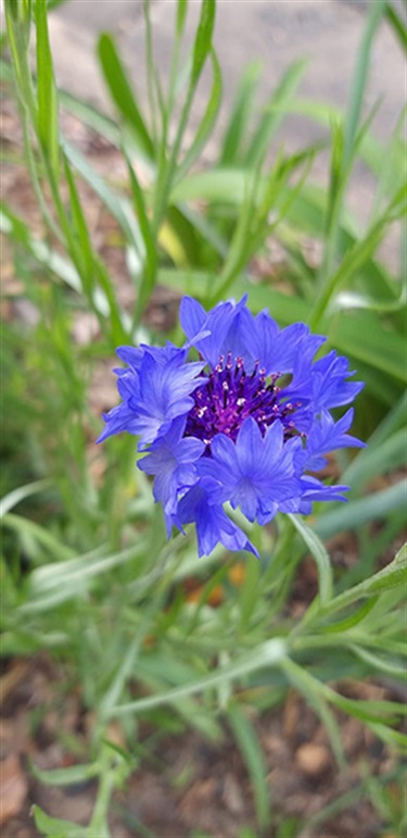 Adi Bocman, The Wild Flower, Yr 7, Moriah College